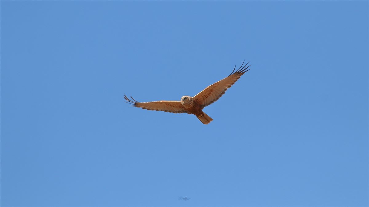 Western Marsh Harrier