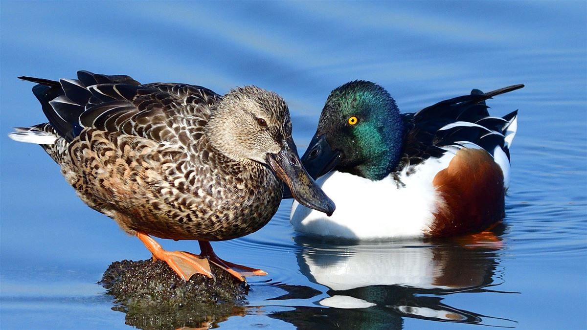 Northern Shoveler