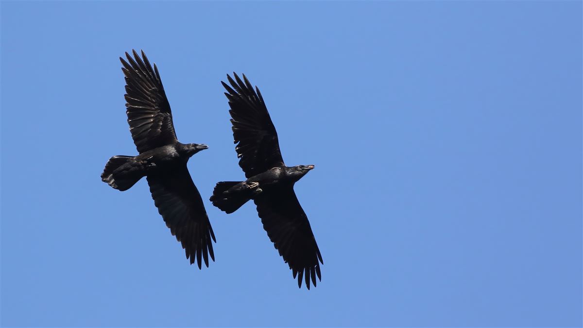 Northern Raven