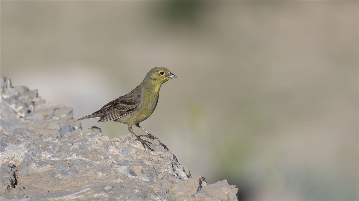 Cinereous Bunting
