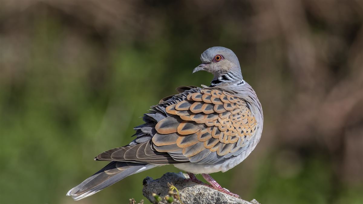 European Turtle Dove
