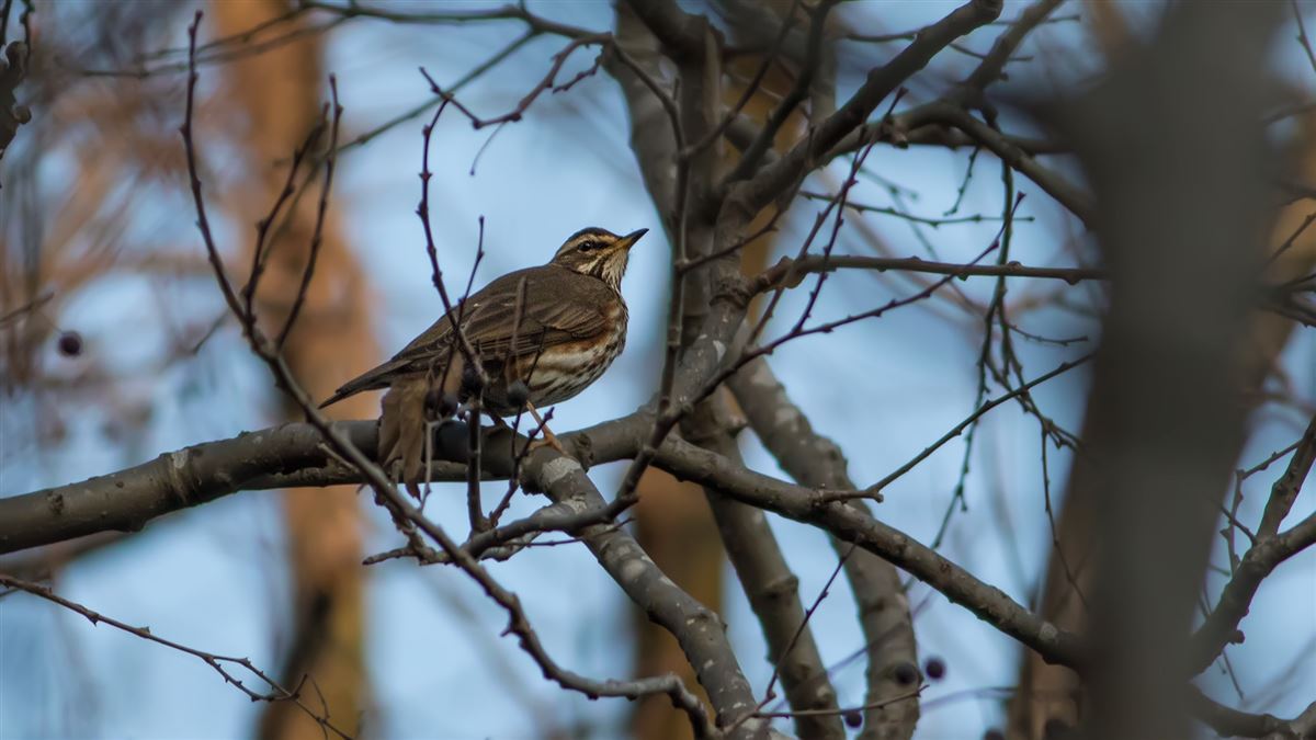 Redwing