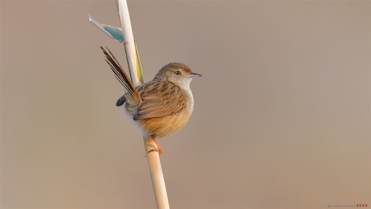 Delicate Prinia
