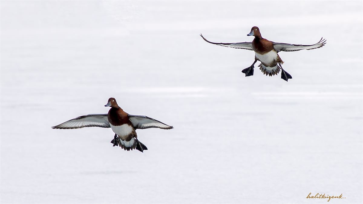 Ferruginous Duck
