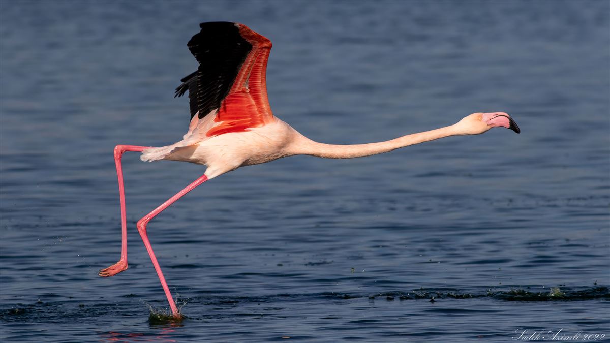 Greater Flamingo