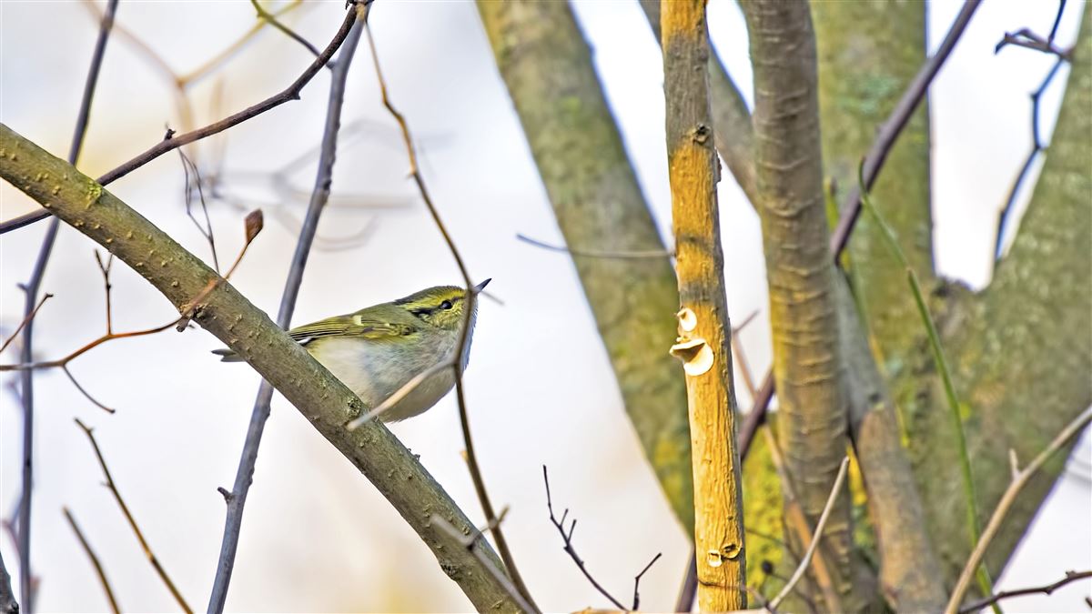 Pallas`s Leaf Warbler