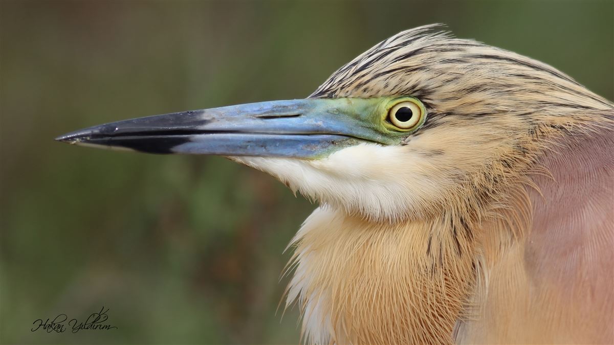 Squacco Heron