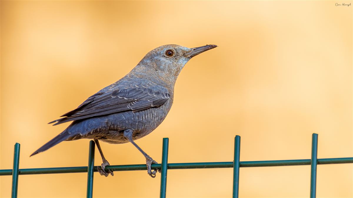 Blue Rock Thrush