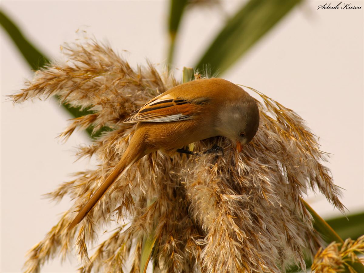 Bearded Reedling
