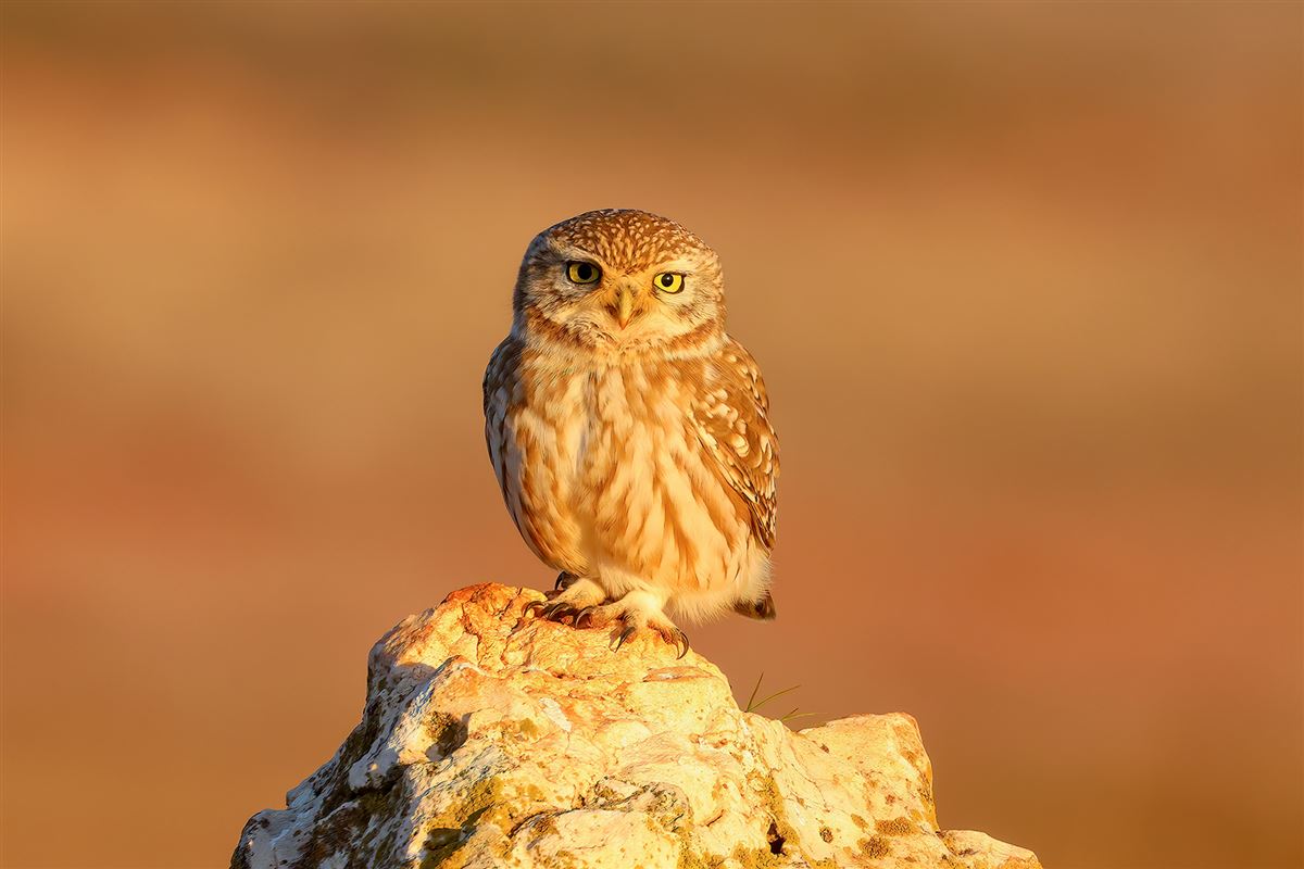Little Owl