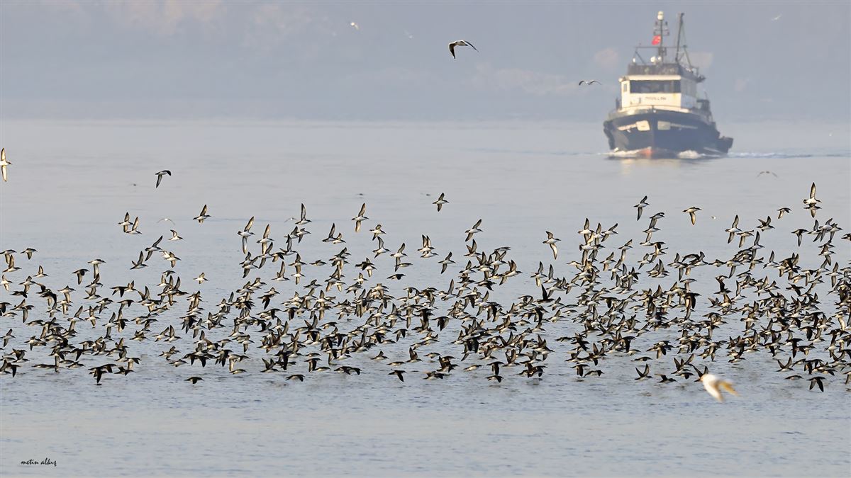 Yelkouan Shearwater
