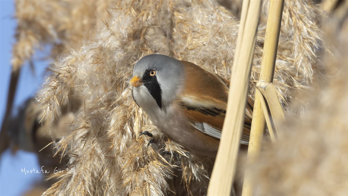 Bearded Reedling