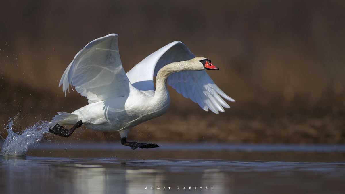 Mute Swan