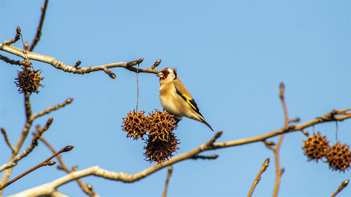 European Goldfinch