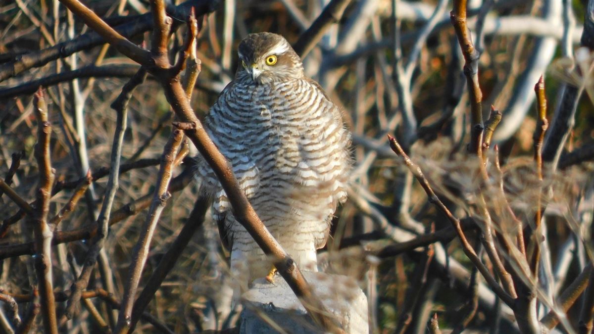Eurasian Sparrowhawk