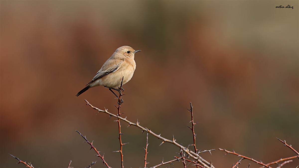 Desert Wheatear