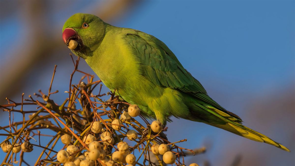 Rose-ringed Parakeet