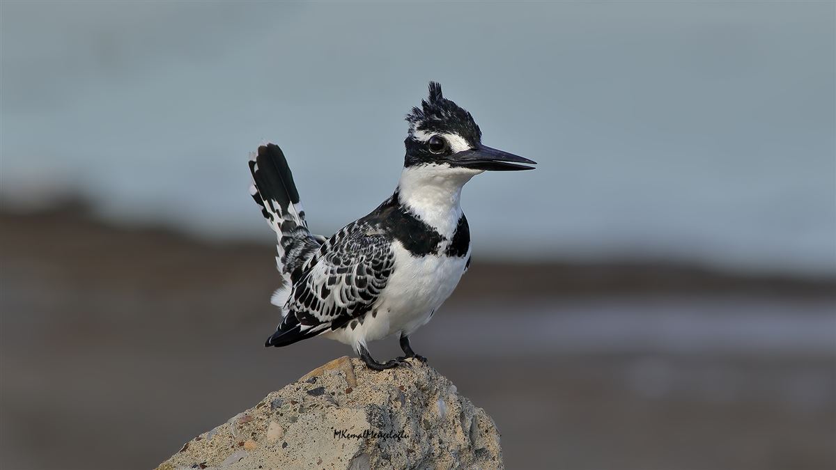 Pied Kingfisher