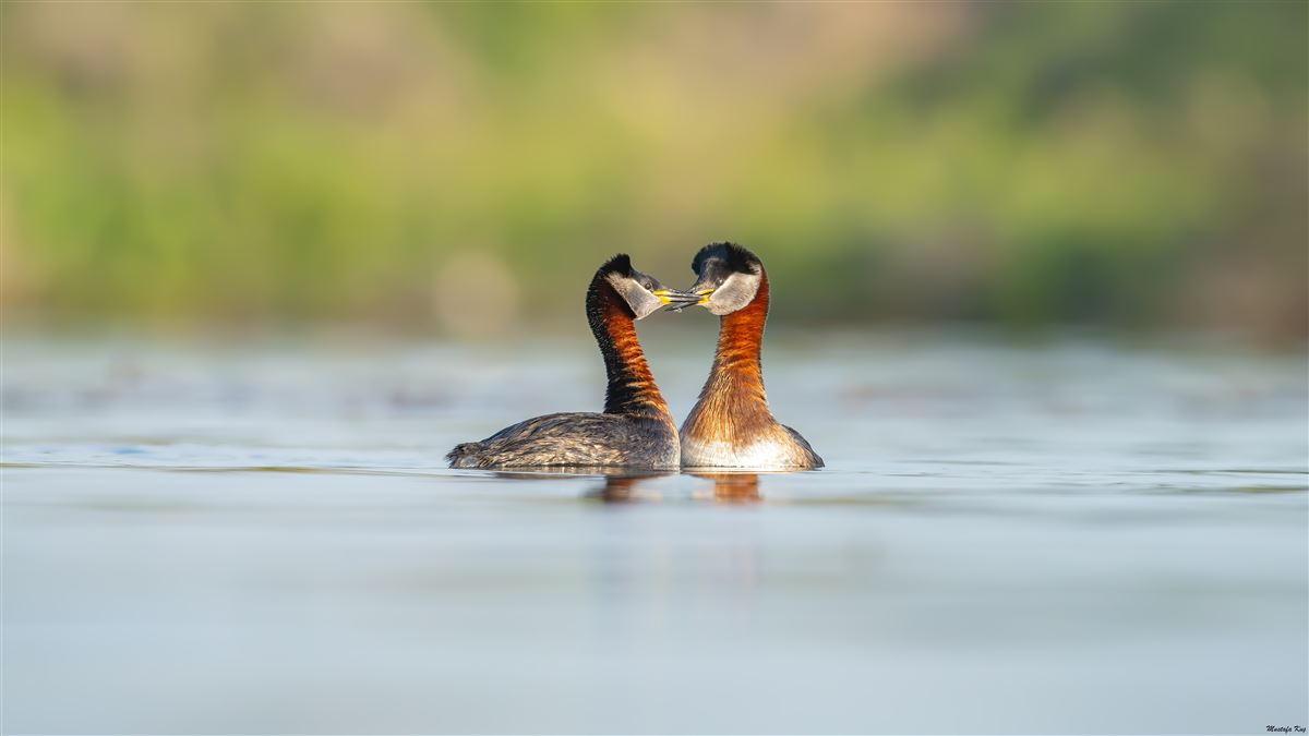 Red-necked Grebe
