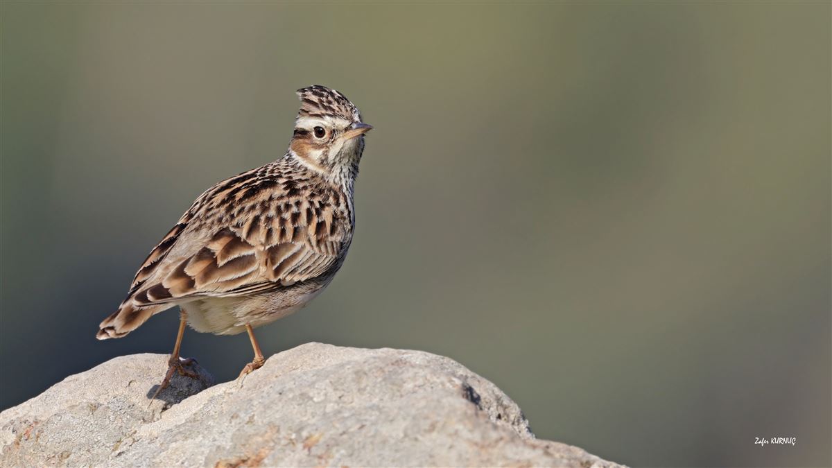 Woodlark