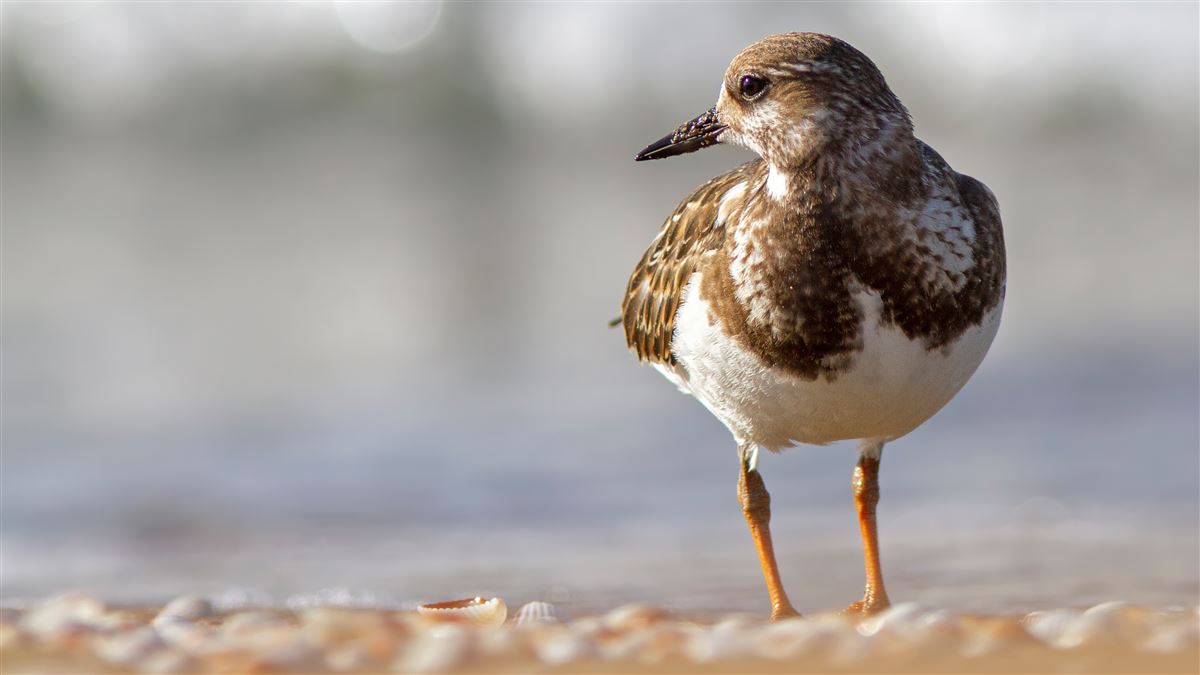 Ruddy Turnstone