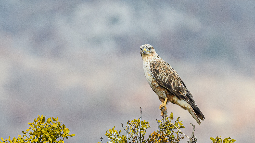 Long-legged Buzzard