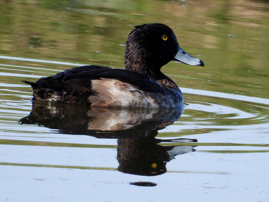 Tufted Duck