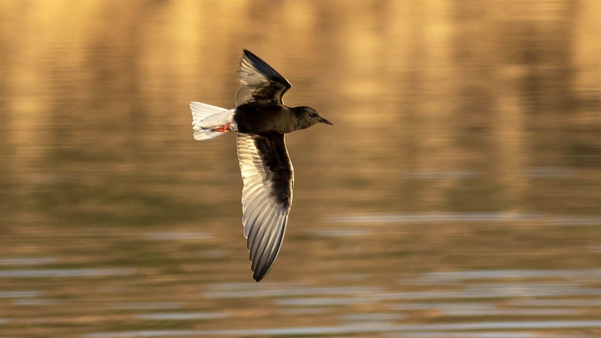 White-winged Tern