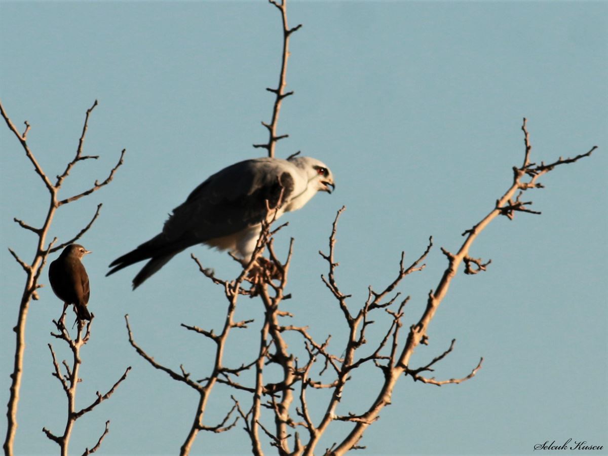 Black-winged Kite
