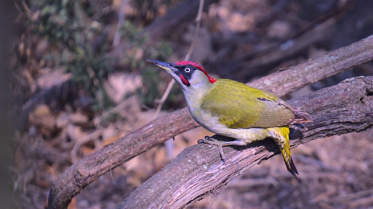 European Green Woodpecker