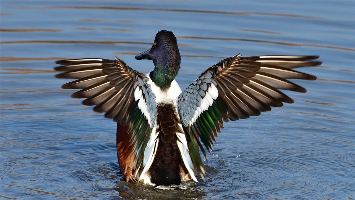 Northern Shoveler