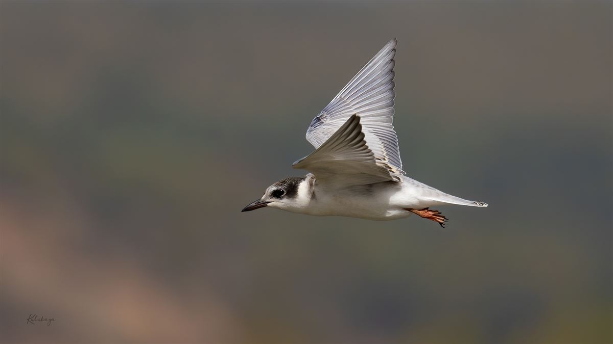 Whiskered Tern