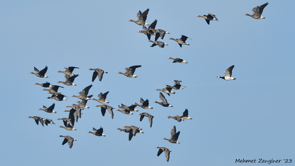 Barnacle Goose