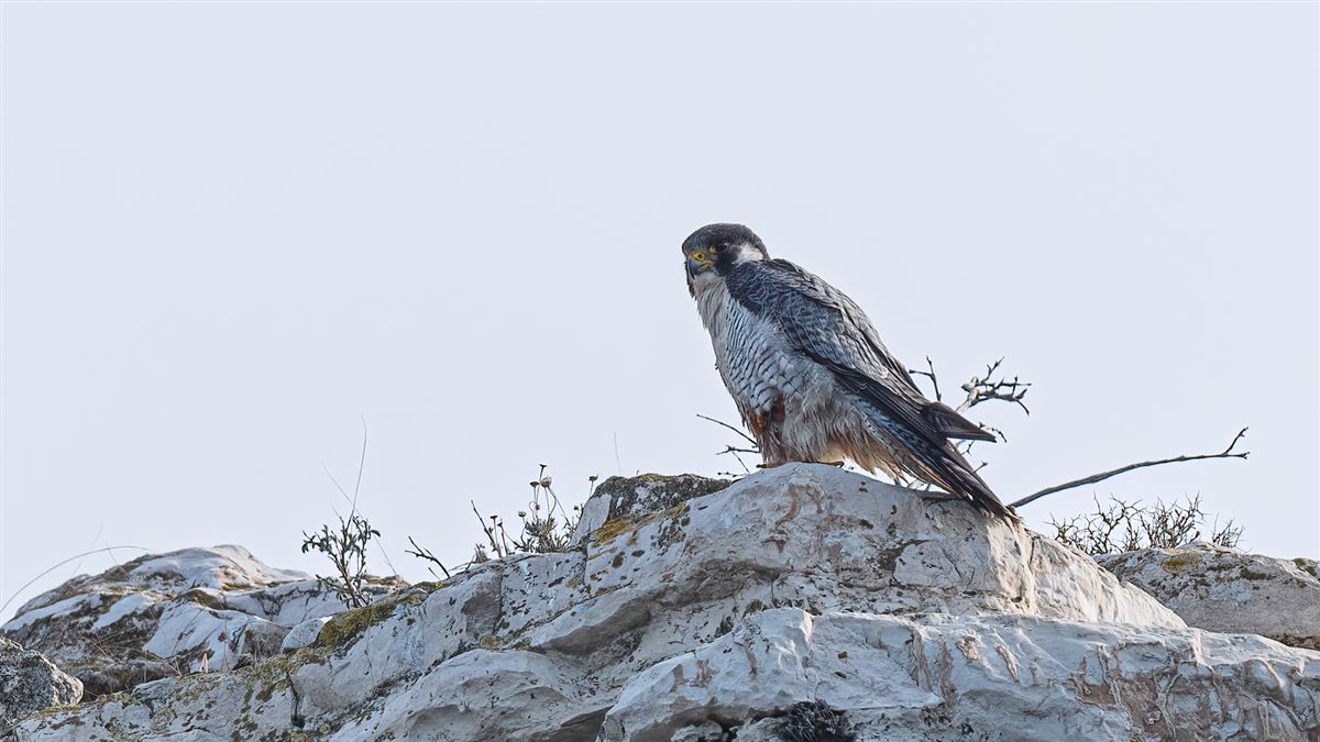 Peregrine Falcon