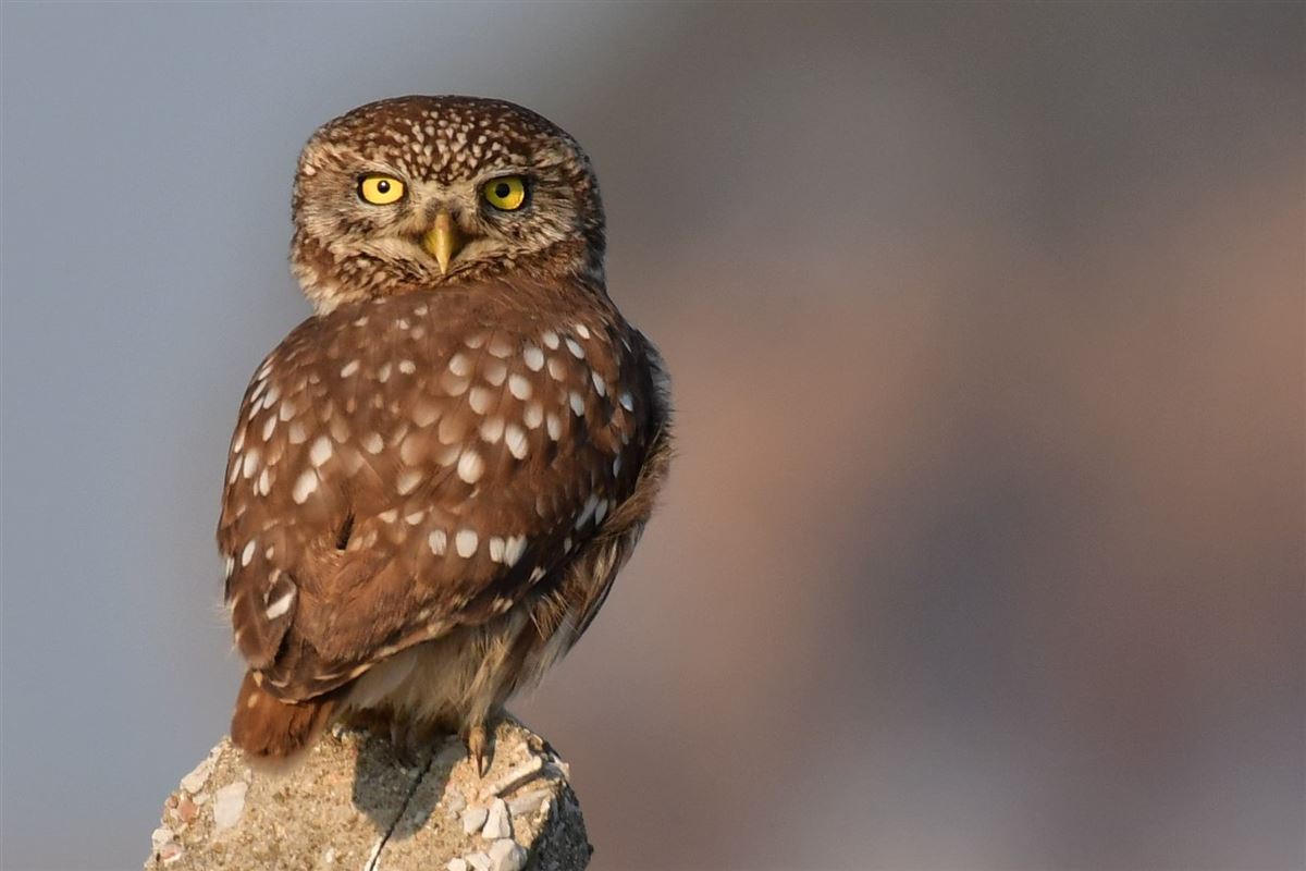 Little Owl