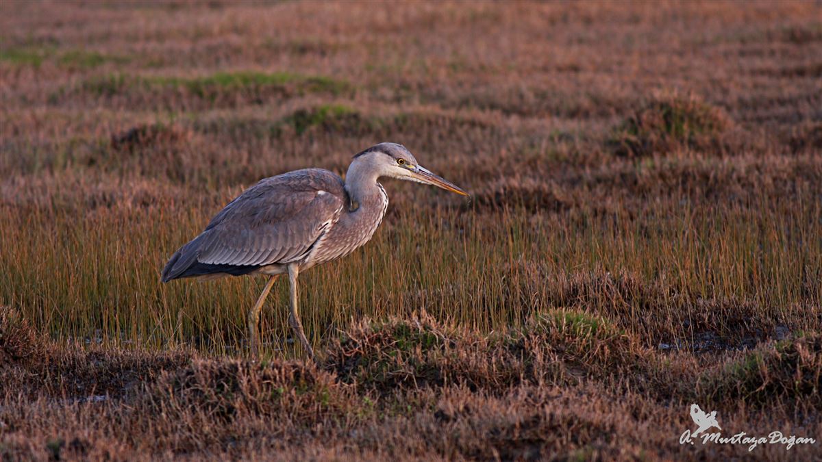 Grey Heron