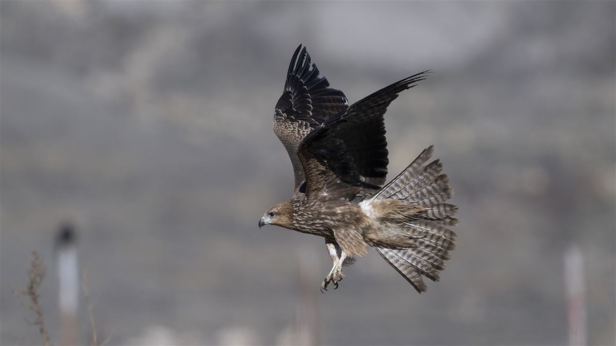 Black Kite