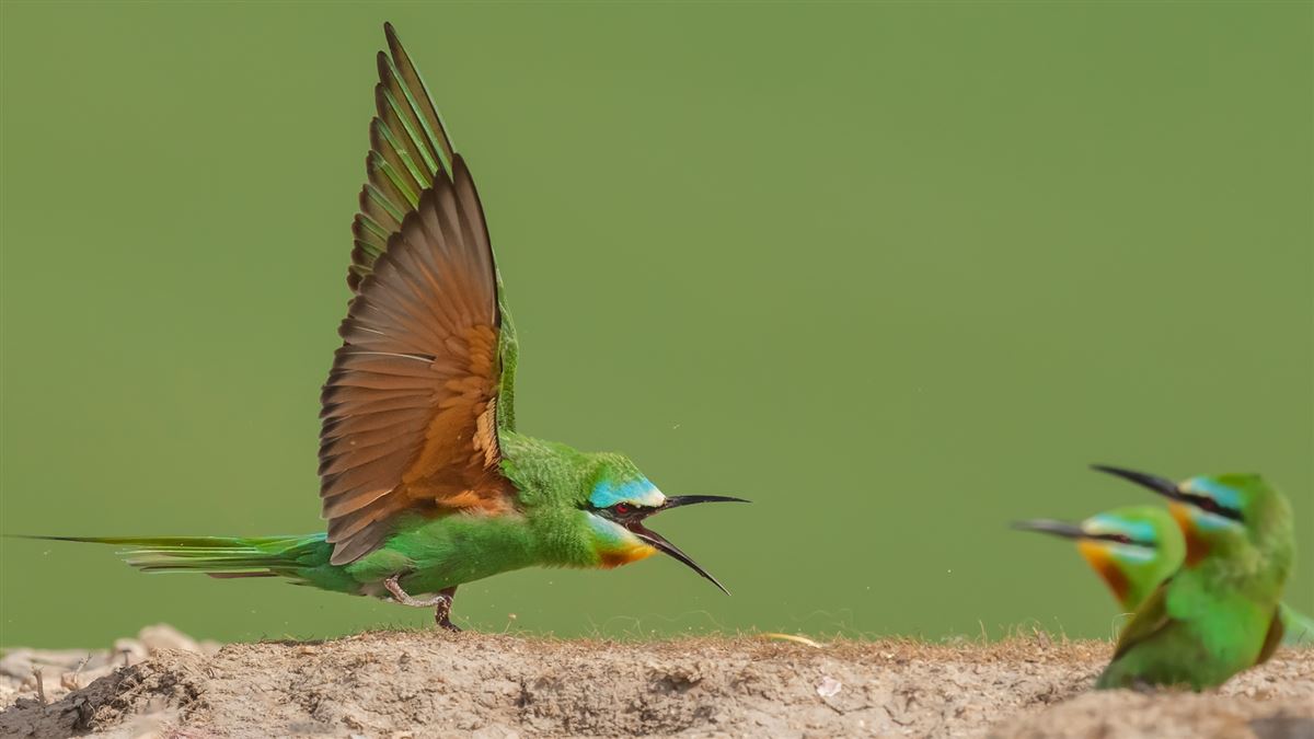 Blue-cheeked Bee-eater