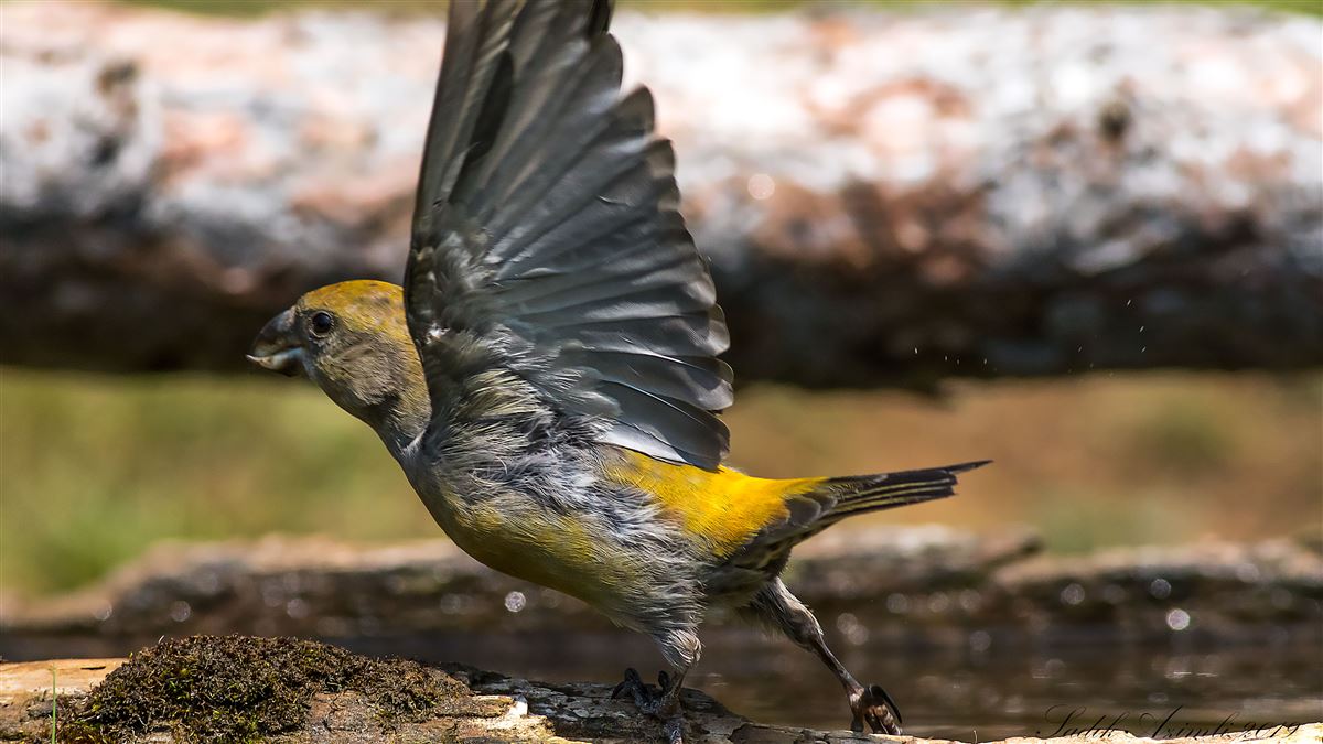 Red Crossbill