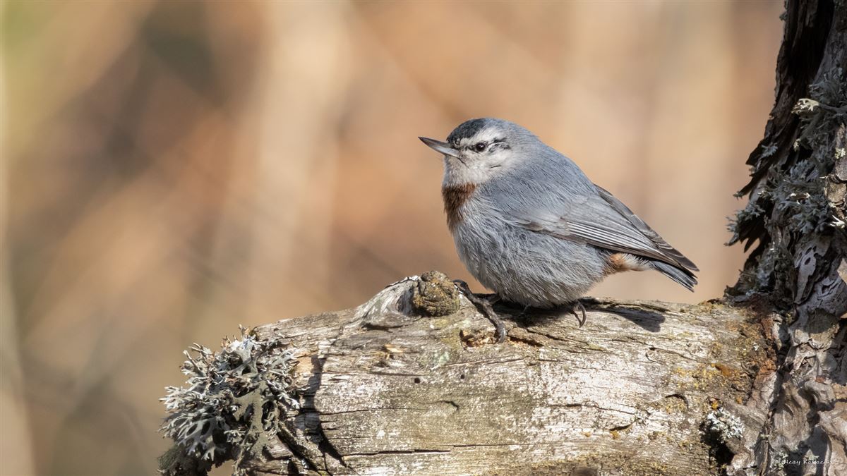 Krüper`s Nuthatch
