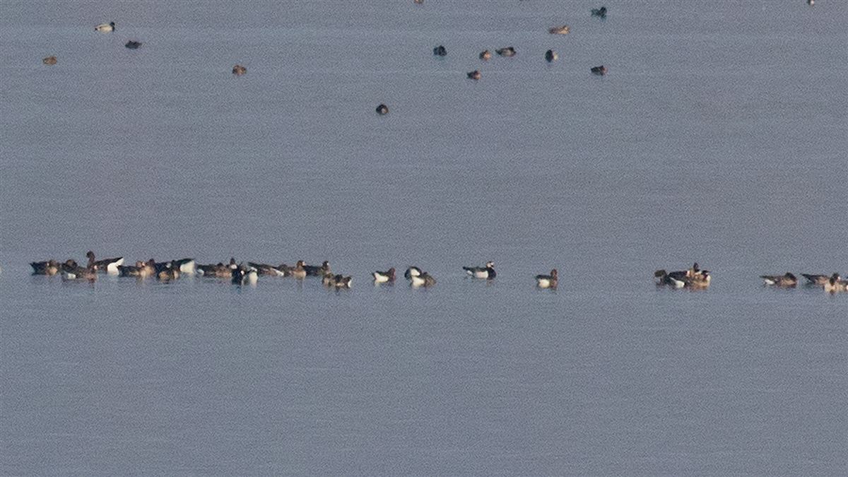 Barnacle Goose
