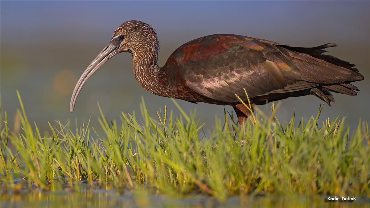 Glossy Ibis