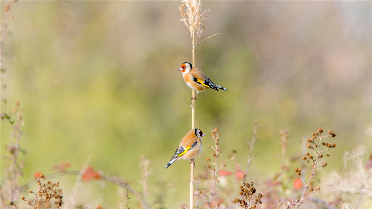 European Goldfinch