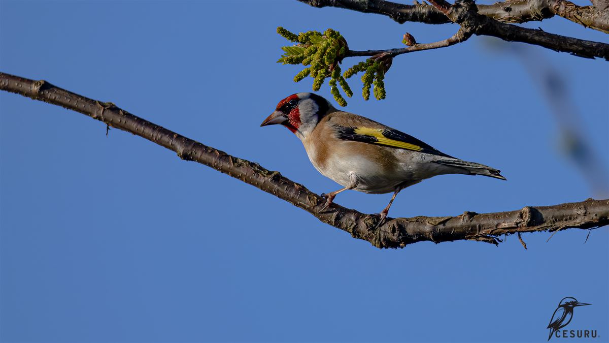 European Goldfinch