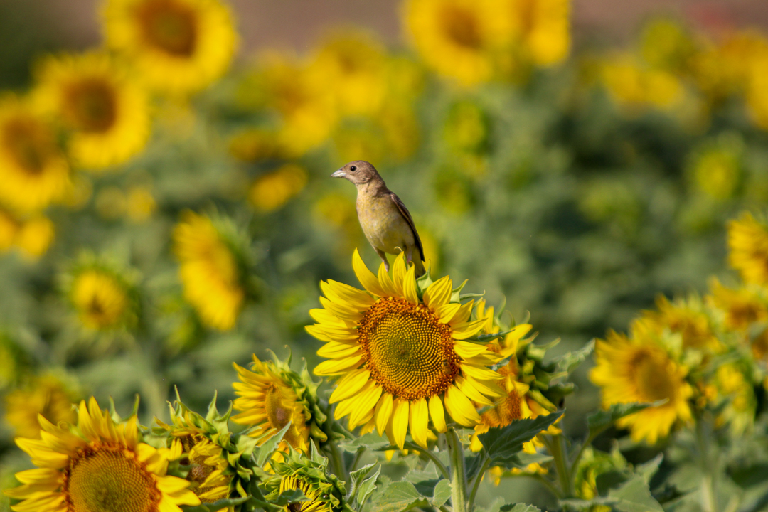 Black-headed Bunting