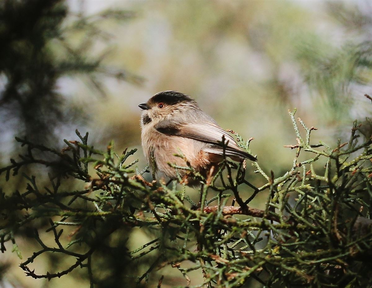 Long-tailed Tit
