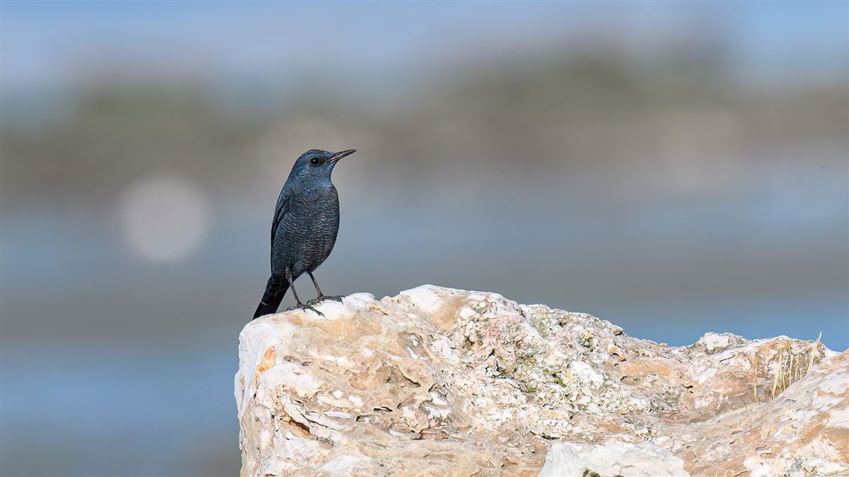Blue Rock Thrush