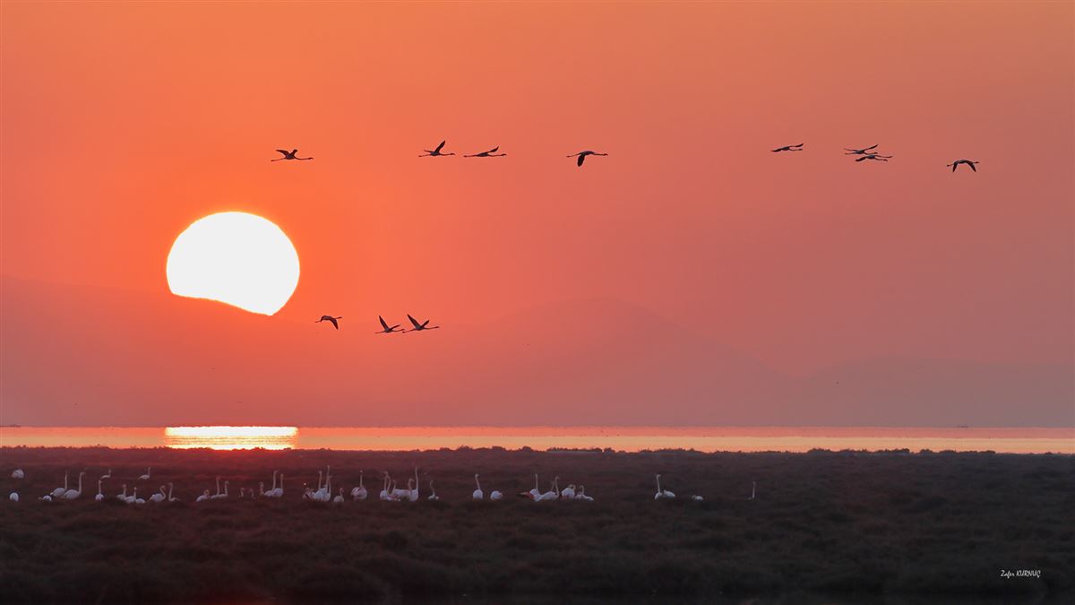 Greater Flamingo