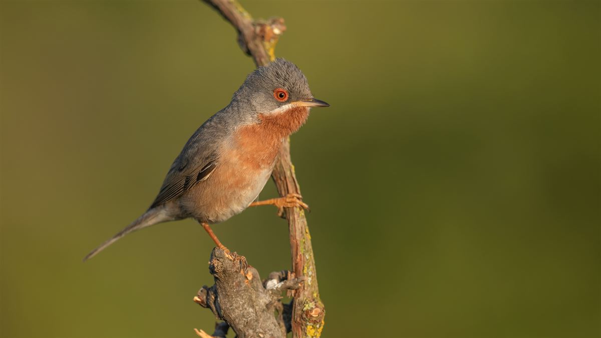 Subalpine Warbler