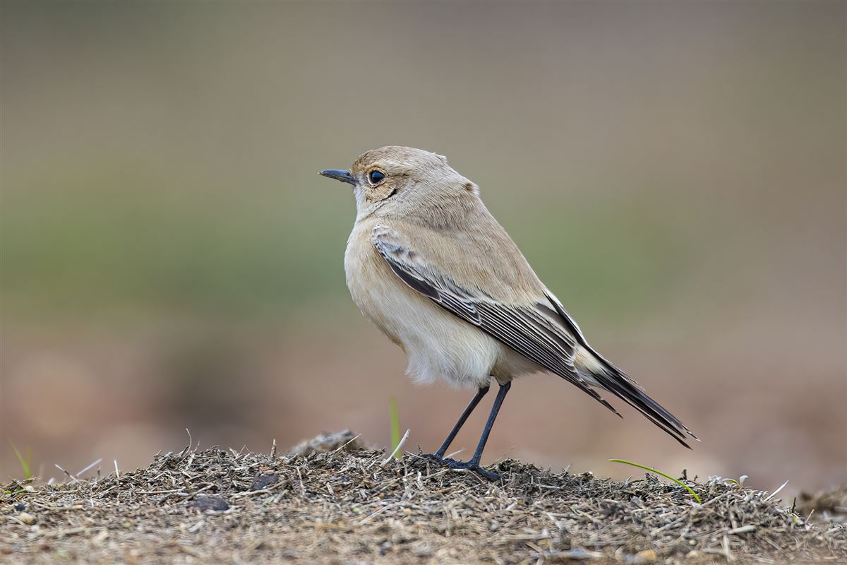 Desert Wheatear